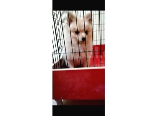 Pomerani̇an Boo