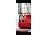 Pomerani̇an Boo