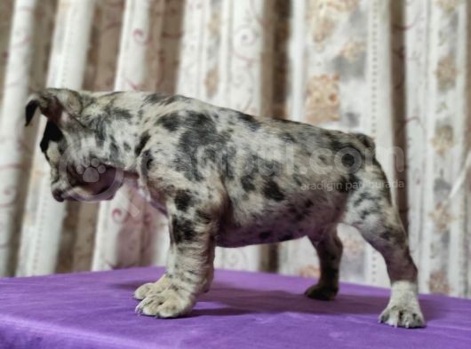 Merle French Bulldog Yavrumuz