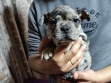 Merle French Bulldog Yavrumuz