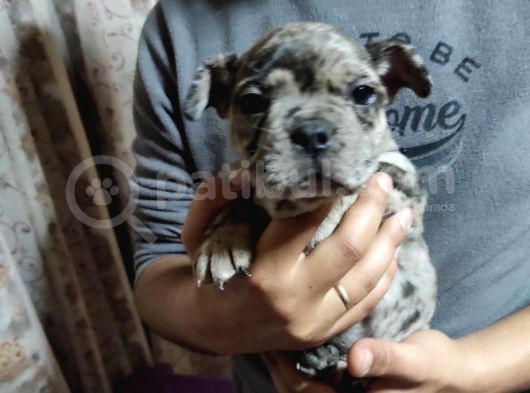 Merle French Bulldog Yavrumuz görsel