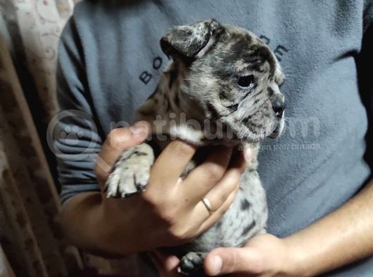 Merle French Bulldog Yavrumuz görsel