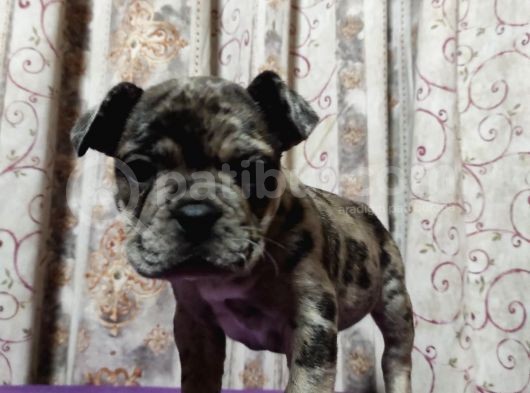 Merle French Bulldog Yavrumuz görsel