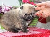 Pomeranian Boo Çok Sağlıklı Yavrularımız