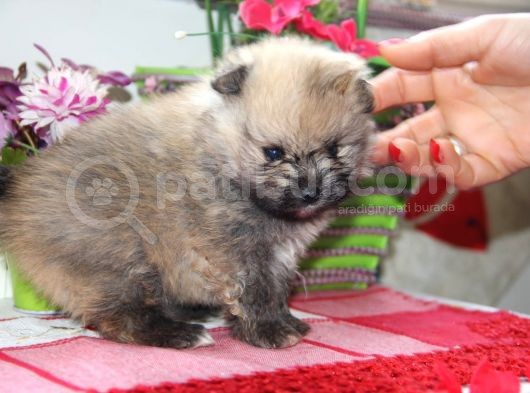Pomeranian Boo Çok Sağlıklı Yavrularımız görsel