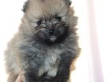 Pomeranian Boo Çok Sağlıklı Yavrularımız