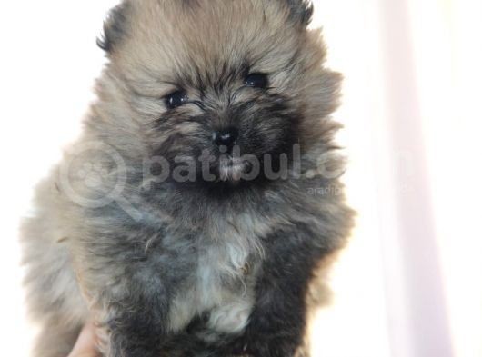 Pomeranian Boo Çok Sağlıklı Yavrularımız
