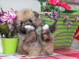 Pomeranian Boo Çok Sağlıklı Yavrularımız