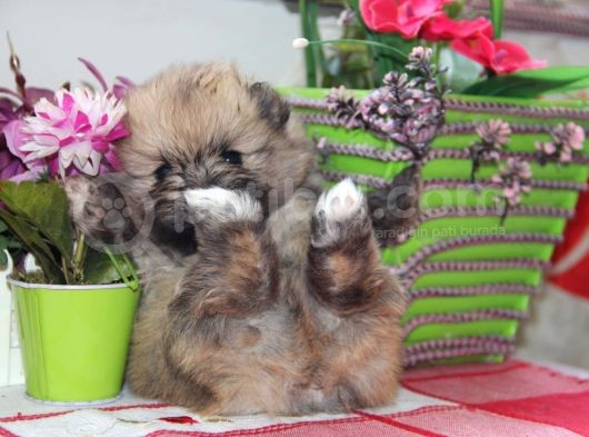 Pomeranian Boo Çok Sağlıklı Yavrularımız görsel