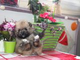 Pomeranian Boo Çok Sağlıklı Yavrularımız