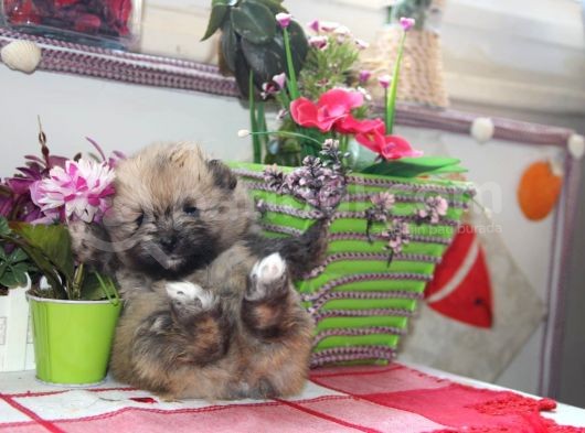 Pomeranian Boo Çok Sağlıklı Yavrularımız görsel