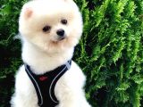 Safkan Pomeranian Akıllı Bıdık Bobo