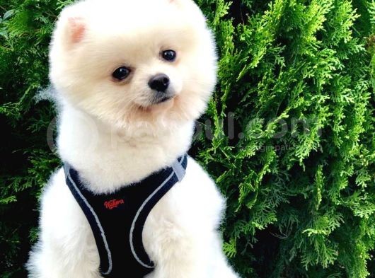 Safkan Pomeranian Akıllı Bıdık Bobo görsel