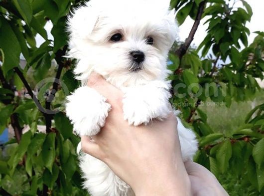Irk Ve Sağlık Garantili Maltese Terrier Yavrularımız