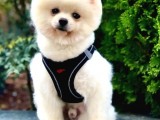 Safkan Pomeranian Akıllı Bıdık Bobo
