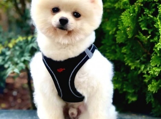 Safkan Pomeranian Akıllı Bıdık Bobo