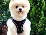 Safkan Pomeranian Akıllı Bıdık Bobo
