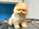 Safkan Pomerani̇an Boo Yavrularımız