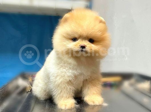 Safkan Pomerani̇an Boo Yavrularımız görsel