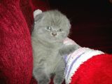 Scottish Fold Erkek Yavru