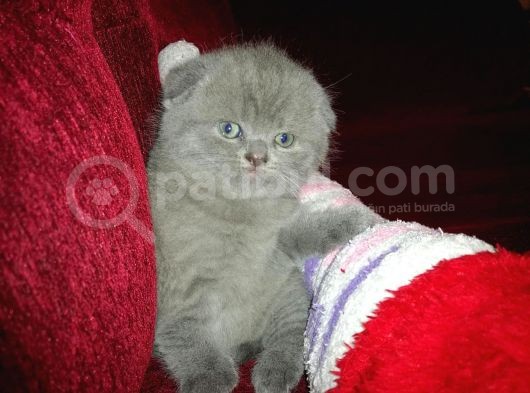 Scottish Fold Erkek Yavru görsel