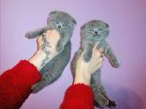 Scottish Fold Erkek Yavru
