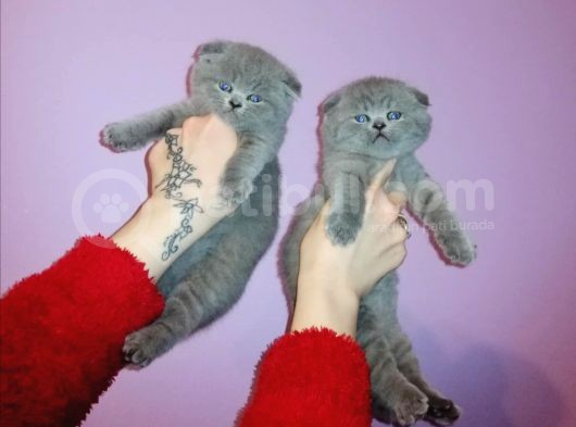 Scottish Fold Erkek Yavru