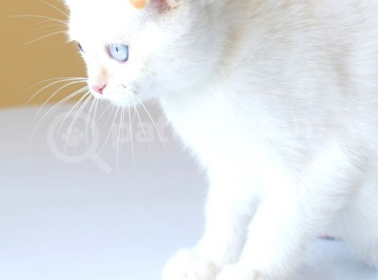 Muhteşem Red Point Di̇şi̇ Yavru