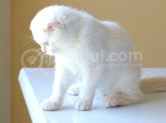Muhteşem Red Point Di̇şi̇ Yavru görsel