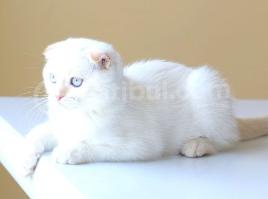 Muhteşem Red Point Di̇şi̇ Yavru görsel