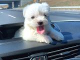 Safkan Maltese Terrier Yavrularımız
