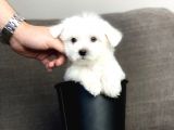 Irk ve Sağlık Garantili Maltese Terrier Yavrularımız
