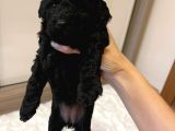 Toy Poodle Dişi