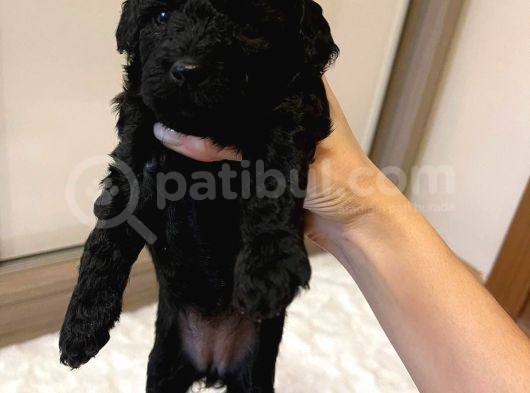 Toy Poodle Dişi