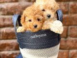 Sevimli Apricot Toy Poodle Kardeşler