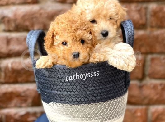 Sevimli Apricot Toy Poodle Kardeşler görsel