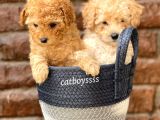 Sevimli Apricot Toy Poodle Kardeşler