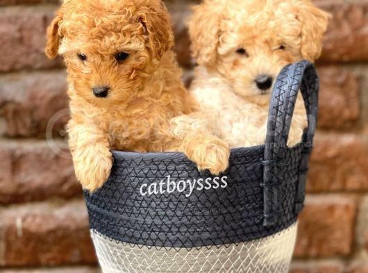 Sevimli Apricot Toy Poodle Kardeşler görsel