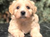Dizayn Irk Maltipoo Yavrumuz