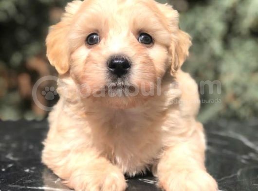 Dizayn Irk Maltipoo Yavrumuz görsel