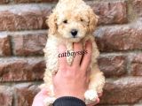 Dişi Ve Erkek Apricot Toy Poodle Yavrular