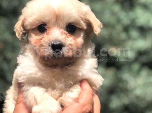 Özel Irk Maltipoo Yavrumuz görsel