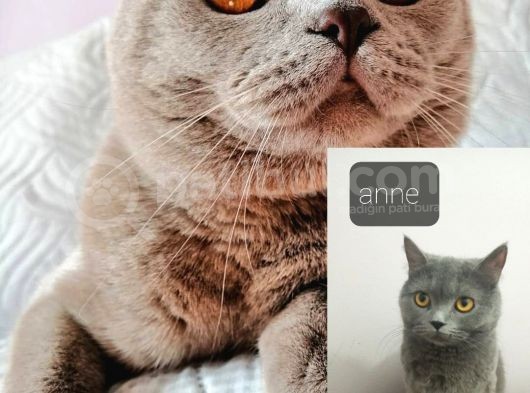 Minik Yavrumuz Yuvasını Bekliyor görsel