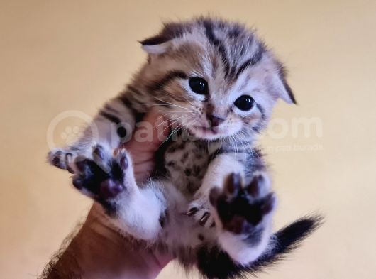 Scottish Fold Gold Tabby Dişi Erkek Yavrular Baba British Gold görsel