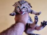 Scottish Fold Gold Tabby Dişi Erkek Yavrular Baba British Gold