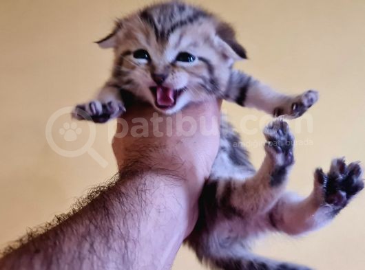 Scottish Fold Gold Tabby Dişi Erkek Yavrular Baba British Gold