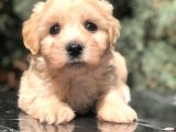 Dizayn Irk Maltipoo Yavrumuz