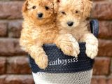 Sevimli Apricot Toy Poodle Kardeşler