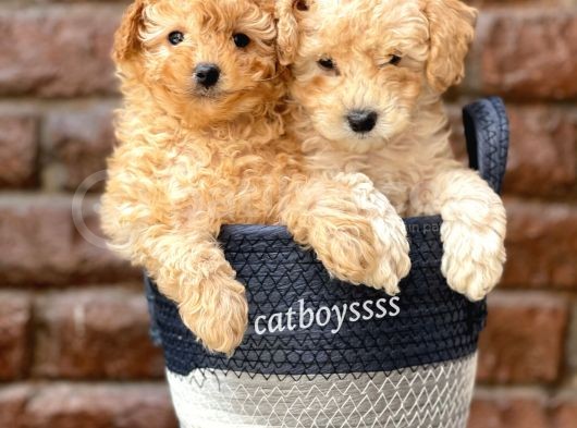 Sevimli Apricot Toy Poodle Kardeşler görsel