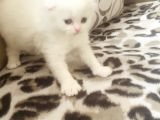 Bir Buçuk Aylık Beyaz Scottish Fold Yavrularımız
